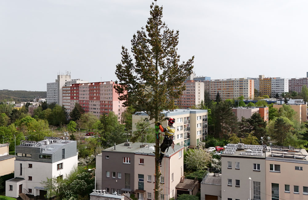 Kácení stromu – arboristika Praha